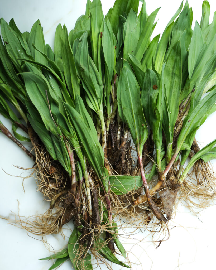 ramps with their roots still on